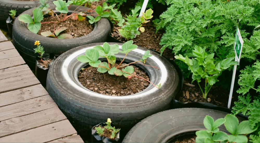 клумбы из шин.png